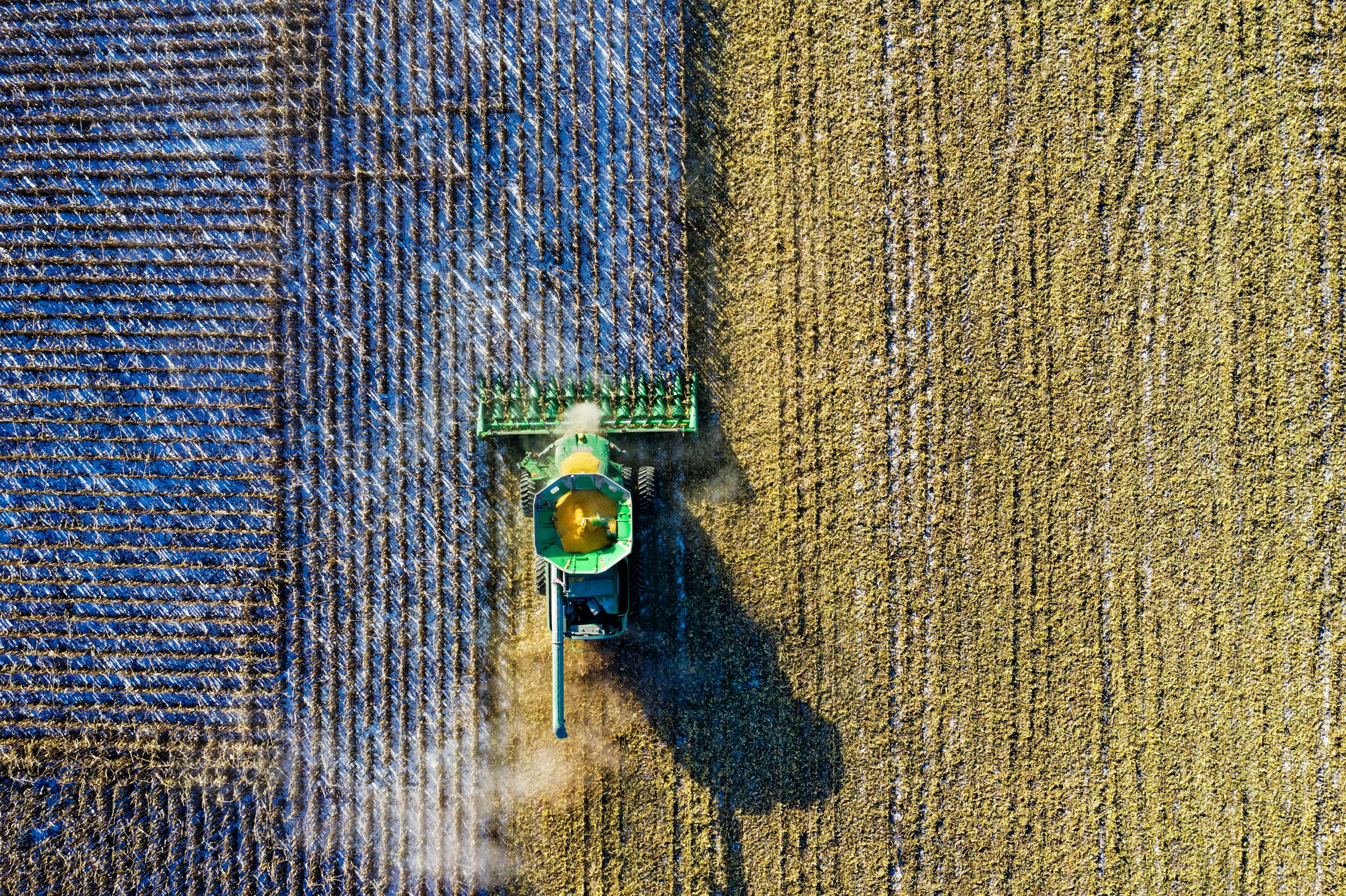 Una cosechadora de maíz trabajando en un campo en México. La cosechadora es de color amarillo y está equipada con una plataforma de corte y una tolva. La plataforma de corte está cortando el maíz, y la tolva está recolectando los granos. El campo es de color verde y está lleno de maíz maduro. El cielo es azul y está despejado.